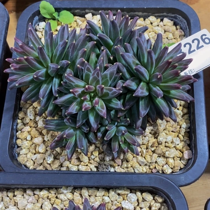 你也不要多喝啊明天