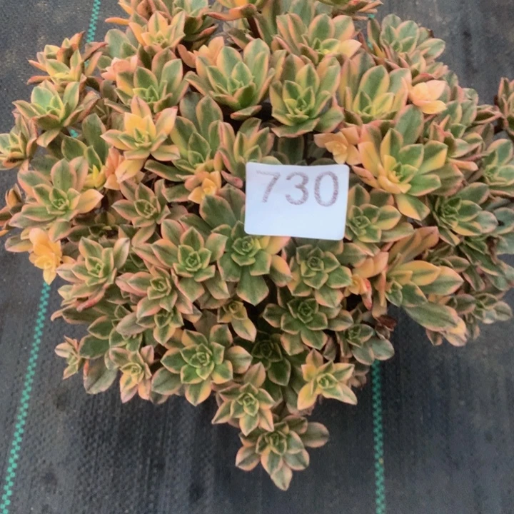 ღ****730甜茶多肉多植物