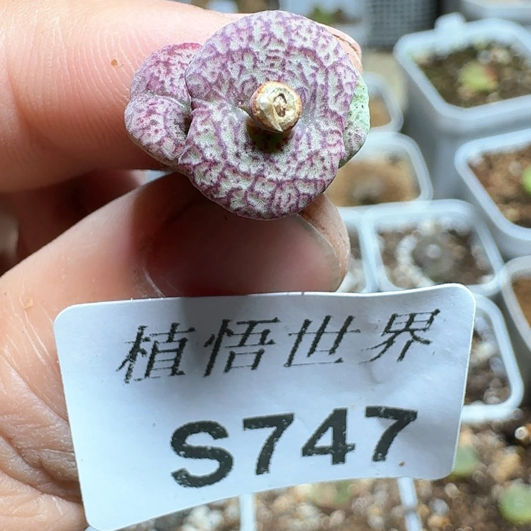 747号多肉植物vg