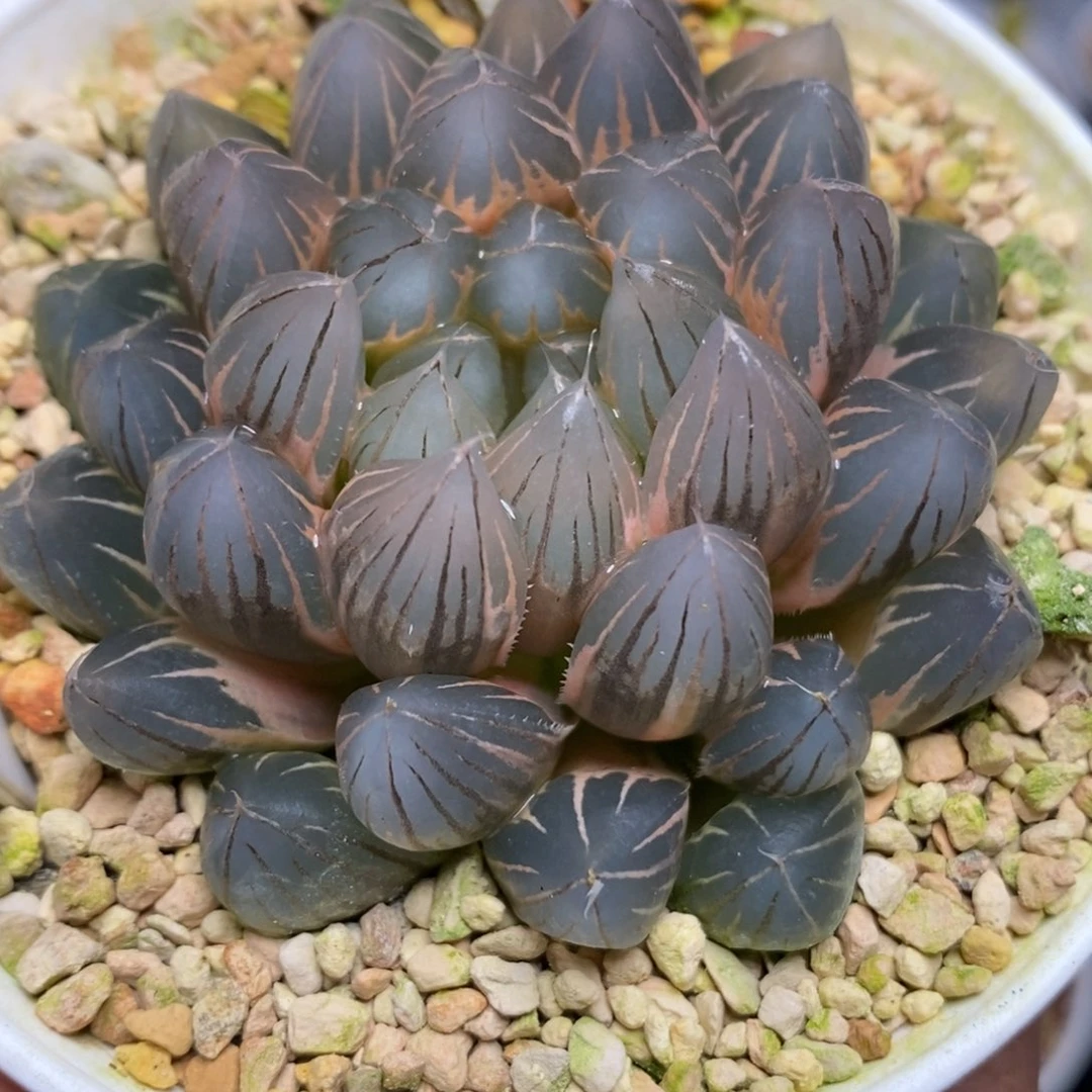 541糊斑霓虹灯玉露锦