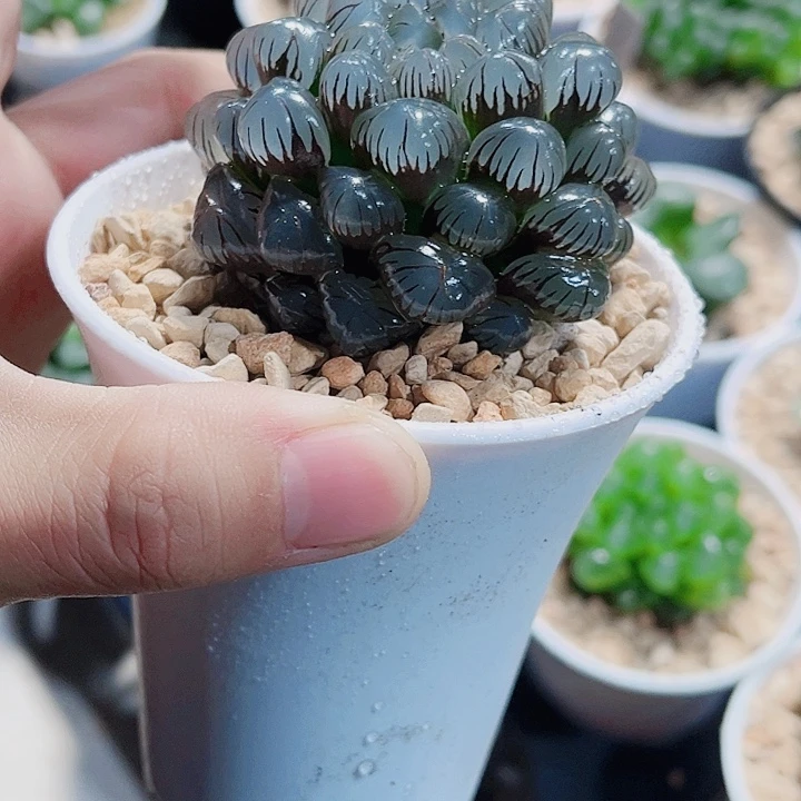 冰灯雨露新手好养