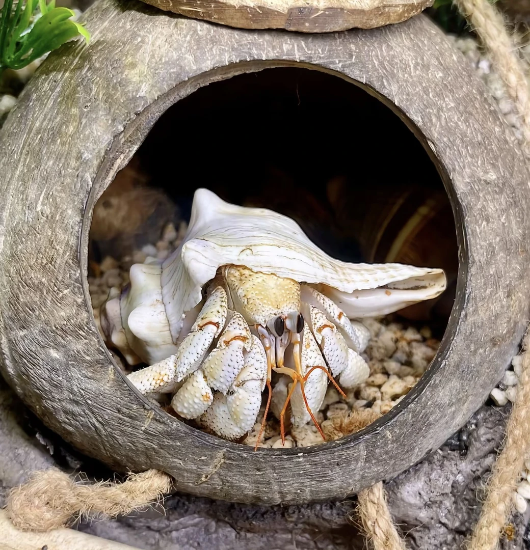 十只大彩灰陆生干养寄居蟹 观赏蟹