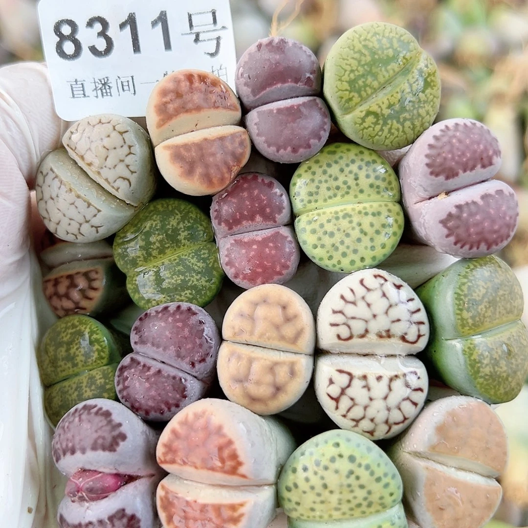 8311 好养易活生石花大母本18个