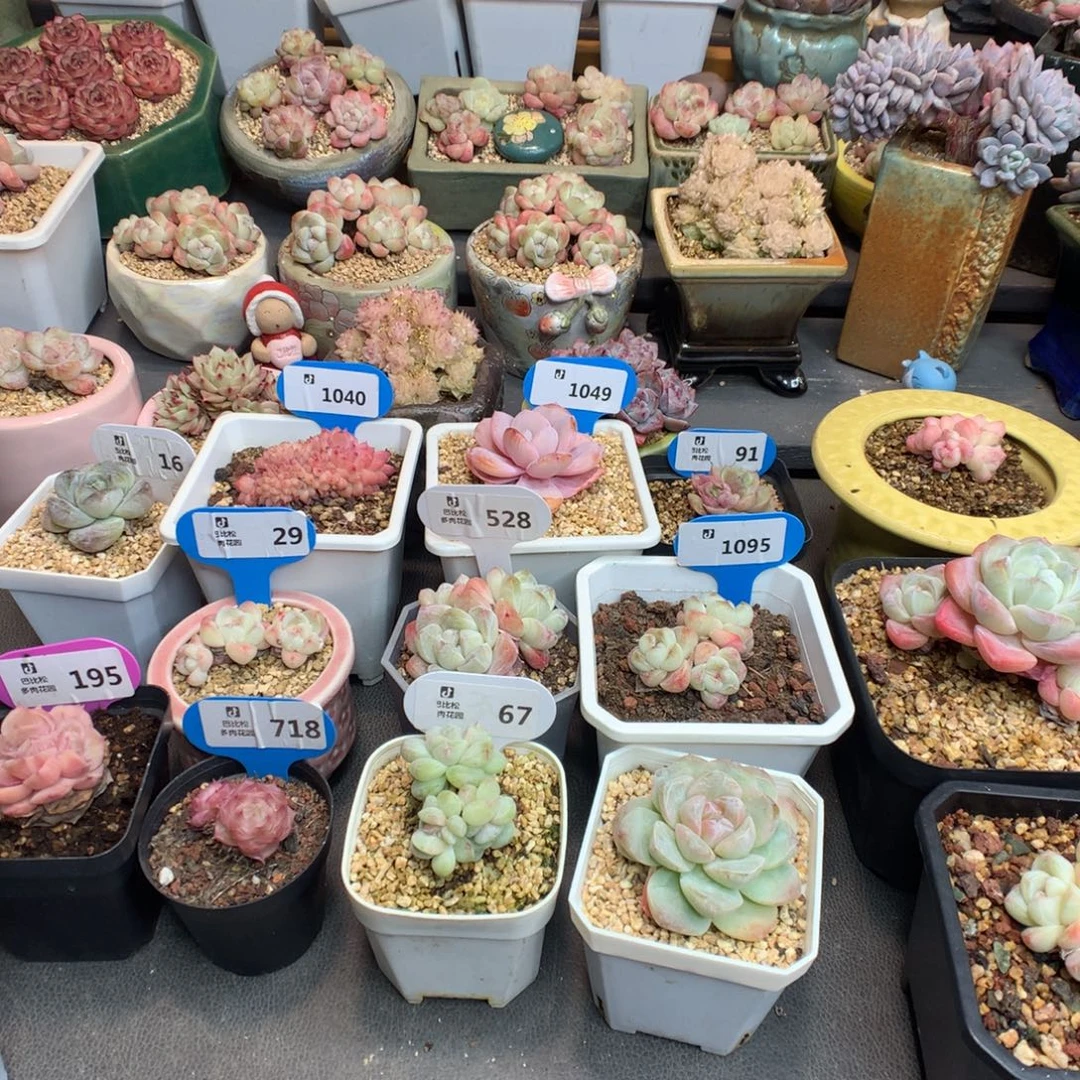 丫***丫存款60多肉植物一物一拍