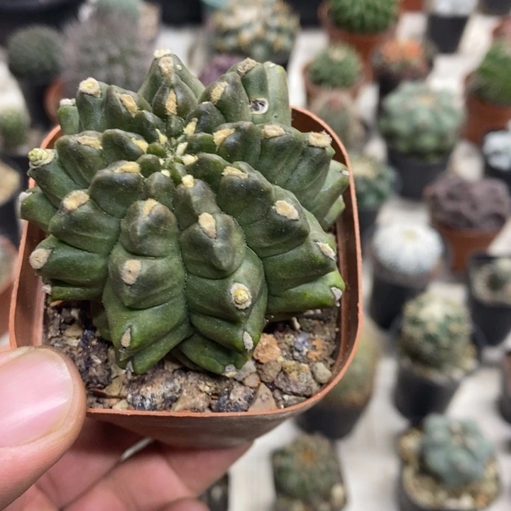 龟甲牡丹特价福利