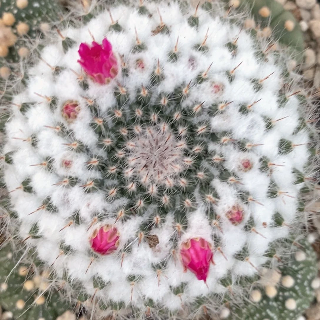 杀**。仙人球的世界里有