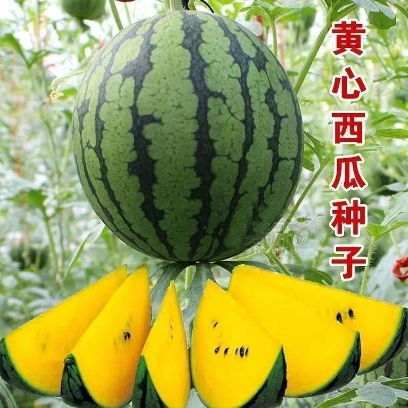 甜黄金宝西瓜绿皮黄瓤春季黄心西瓜种籽四季播庭院蔬果种子