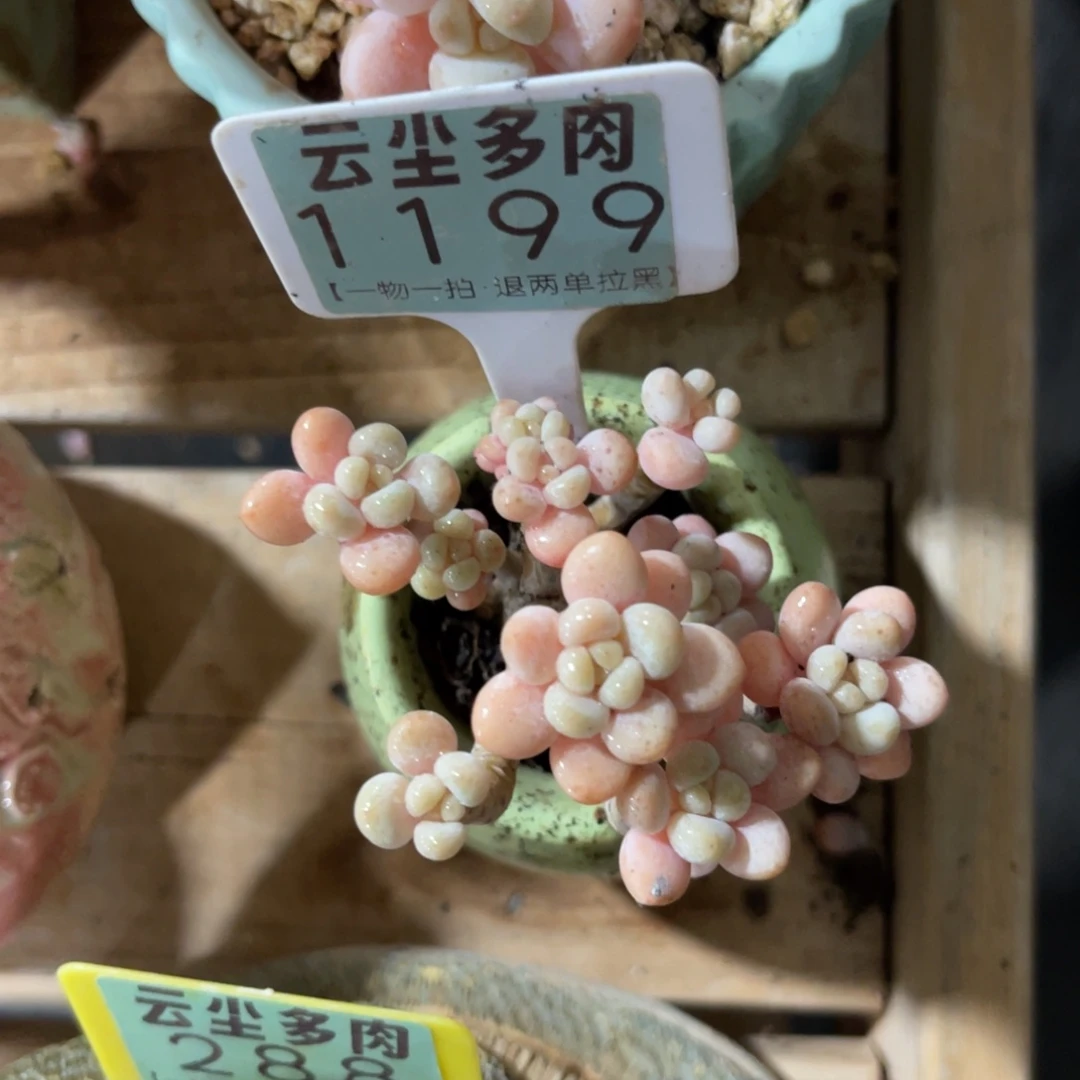云尘多肉一物一拍不含盆1199