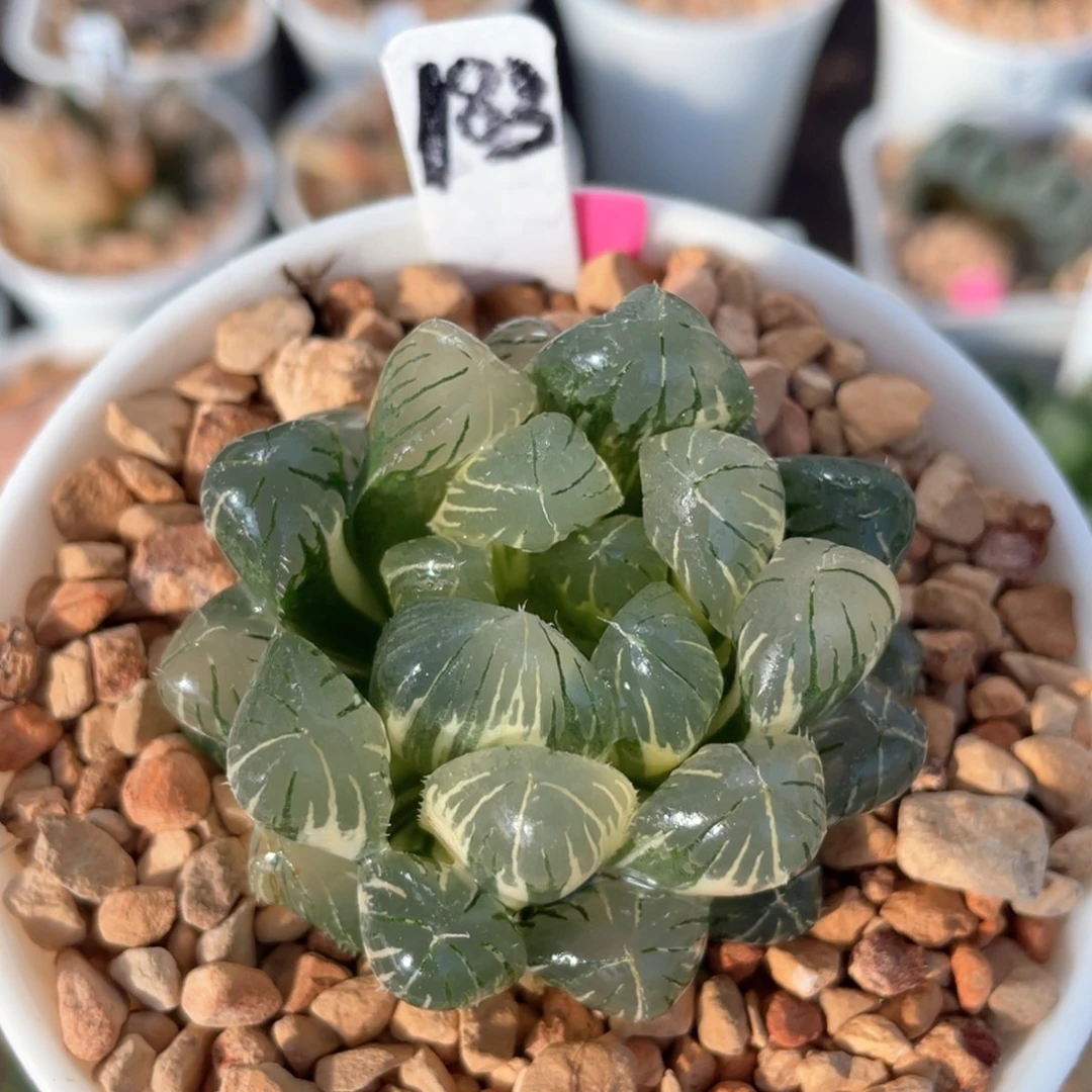 183实生玉露锦。