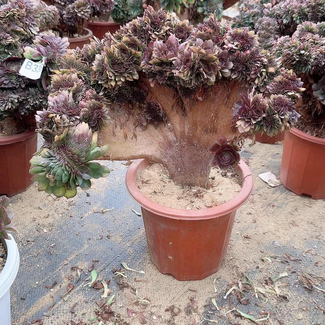 光****实337万缀有侧修一颗呀呀