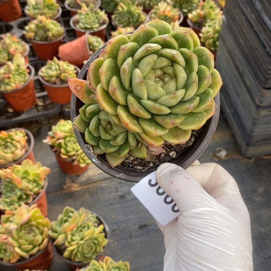 一***叶3660皮埃拉一物一拍