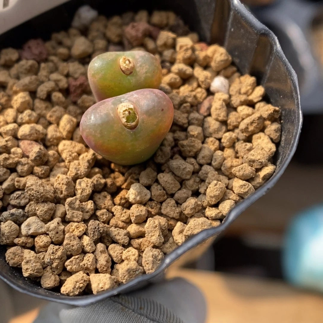 多肉植物肉锥杂交K-786