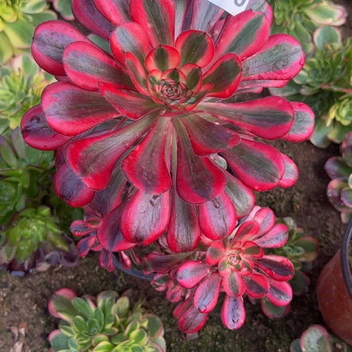 10709丽娜多肉植物