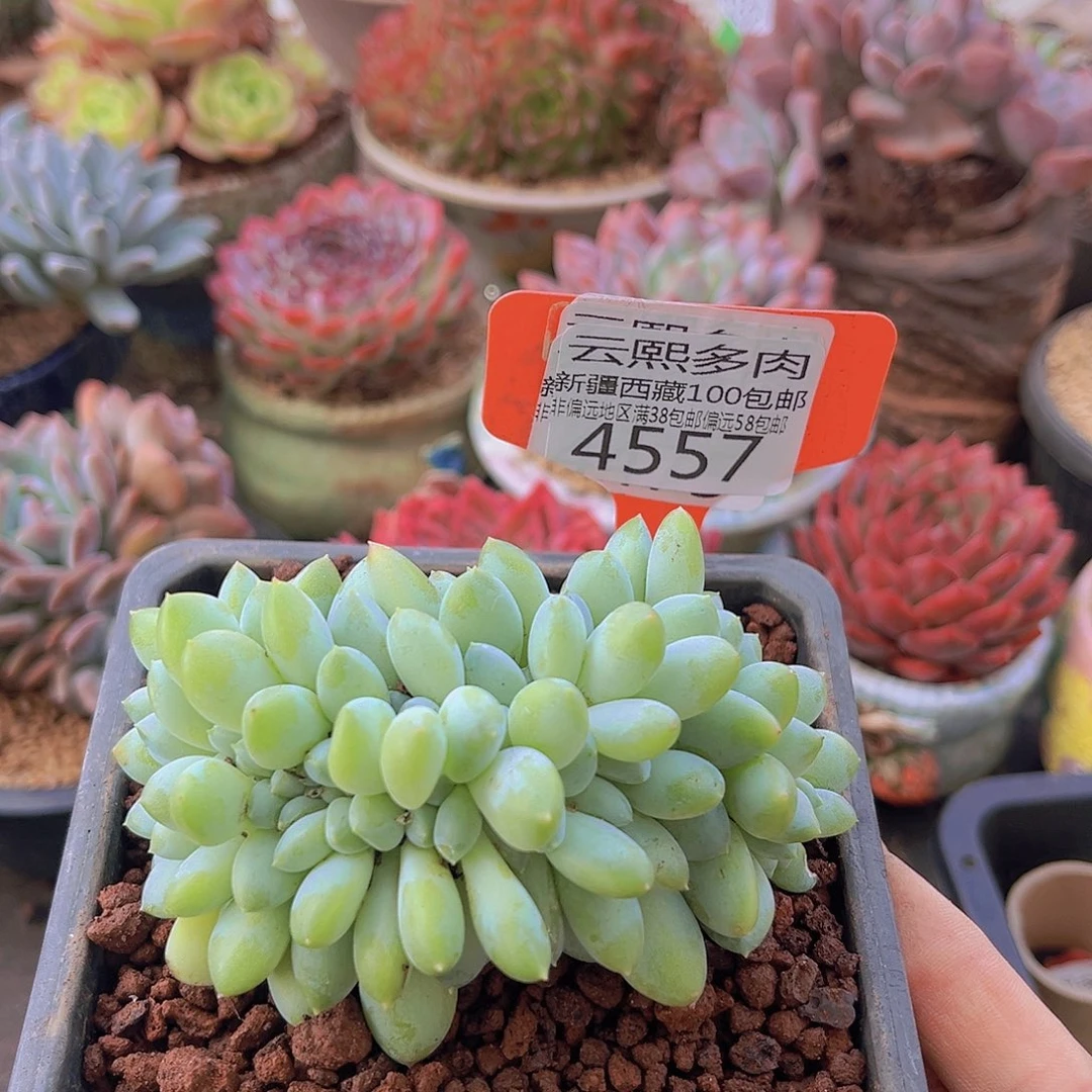4557小叶奶糖。