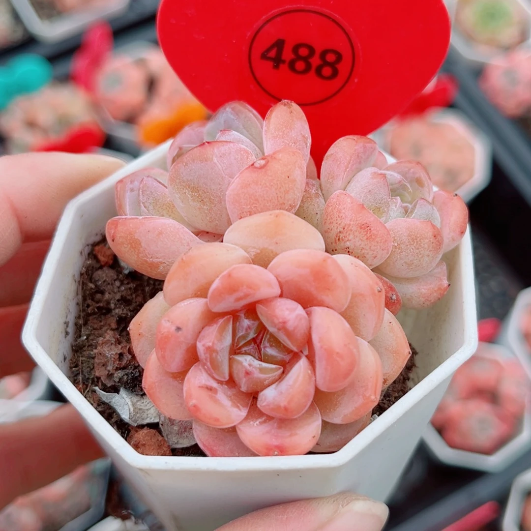 平***～488号小老桩糖心群