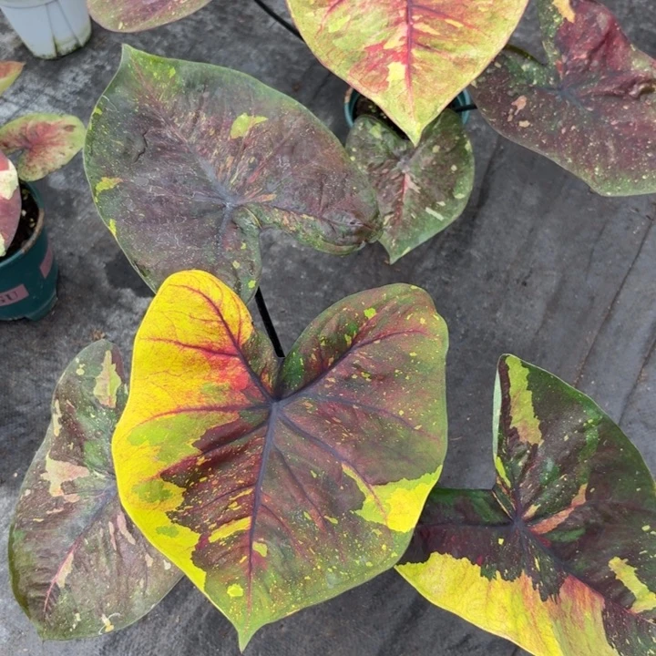 完全开放泰国彩叶芋10