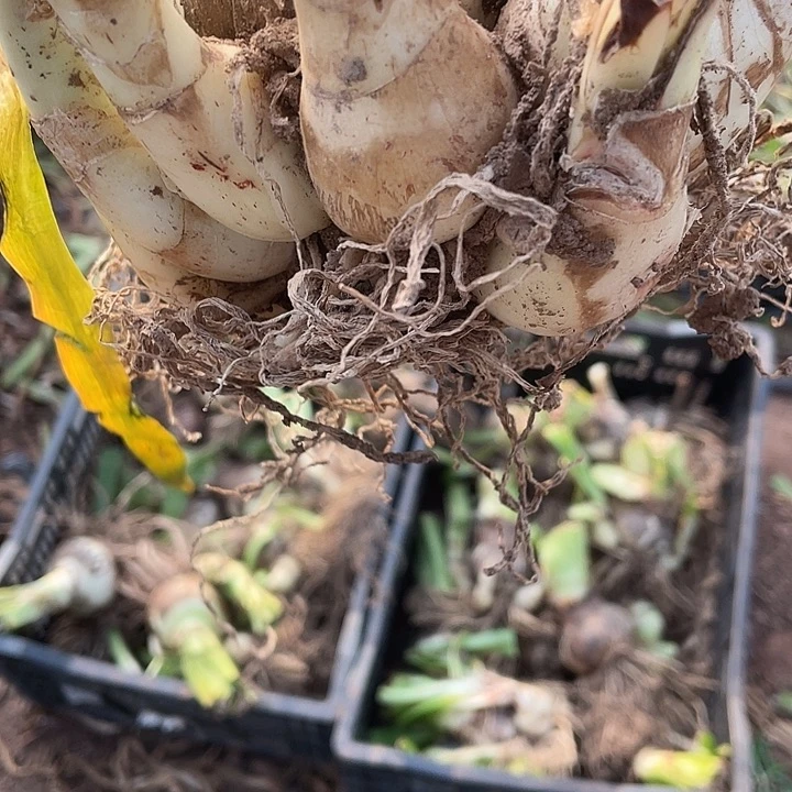 8➕烟火大坨坨开花球