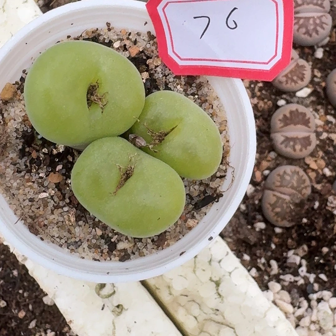 76园艺空卡群脱土发