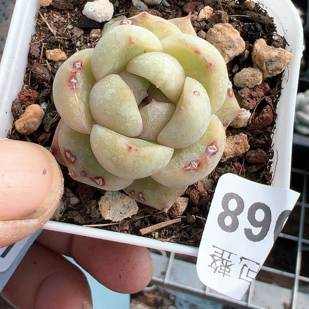 小卡拉米糖心一物一拍10-68