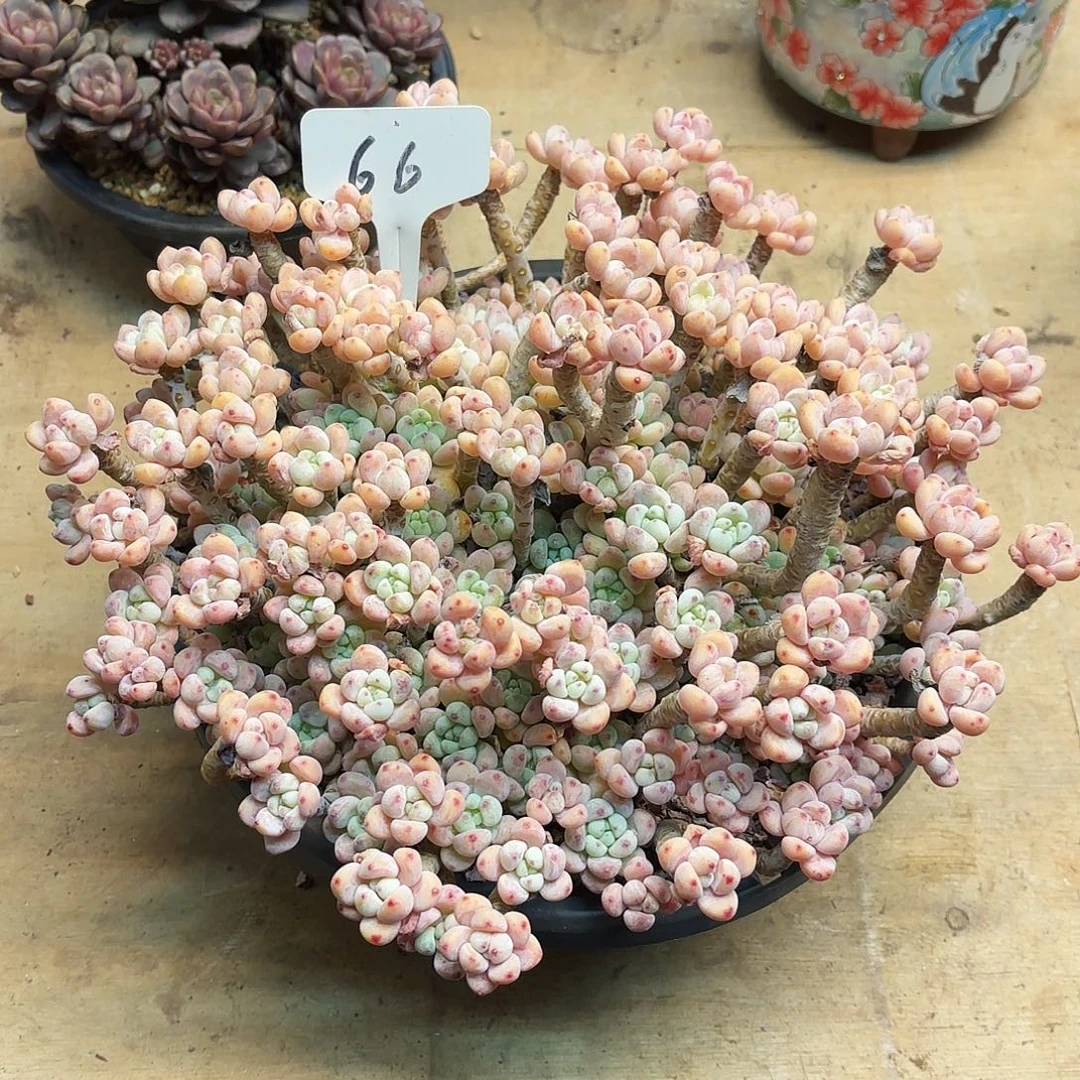 多肉植物，樱花罗骑66号