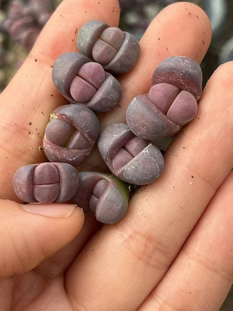 6疯狂的多肉石头红菊水一颗