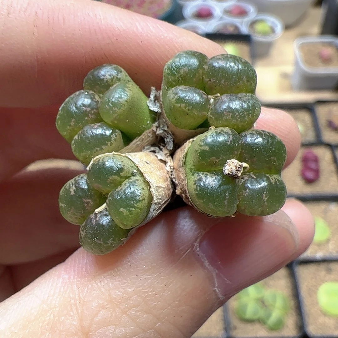 【闪购商品】85 勋章