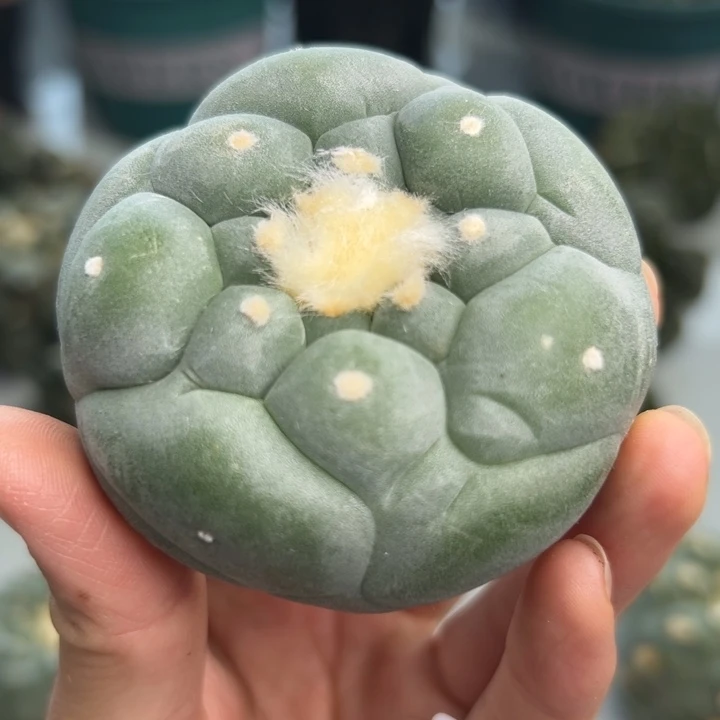 818 可帮发根可发货