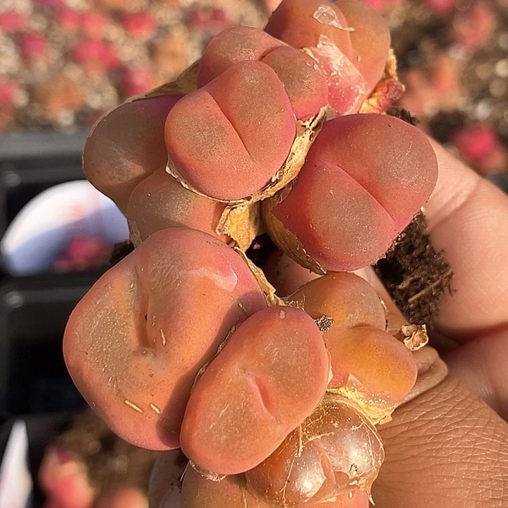 27537一组两颗