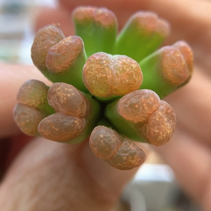 9头群生 肉锥植物
