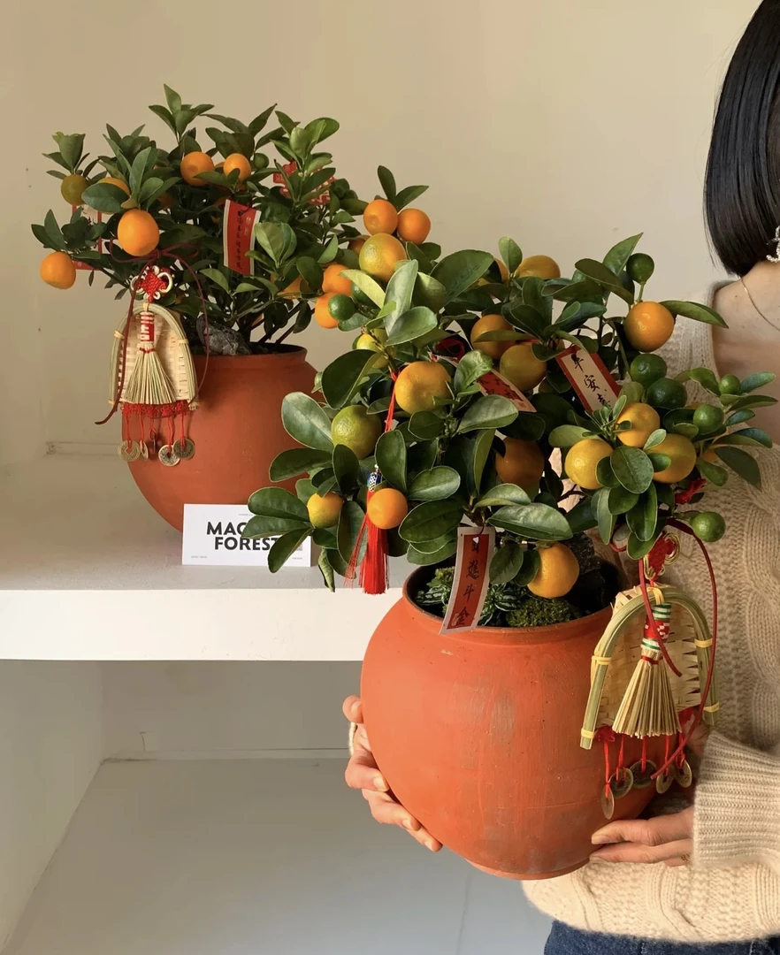 四季年桔，四季开花，阳台庭院客厅大门植物绿植