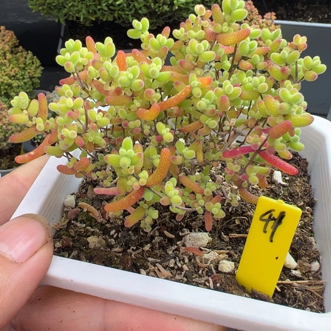 蜜橘糖球41号10cm盆