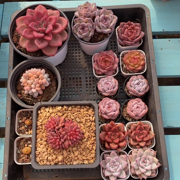 玖***饰15颗多肉旺财旺财旺财