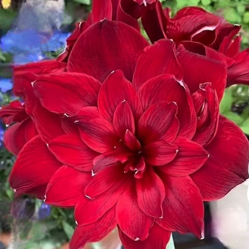 【斯嘉丽铃声】福利款重瓣朱顶红种球