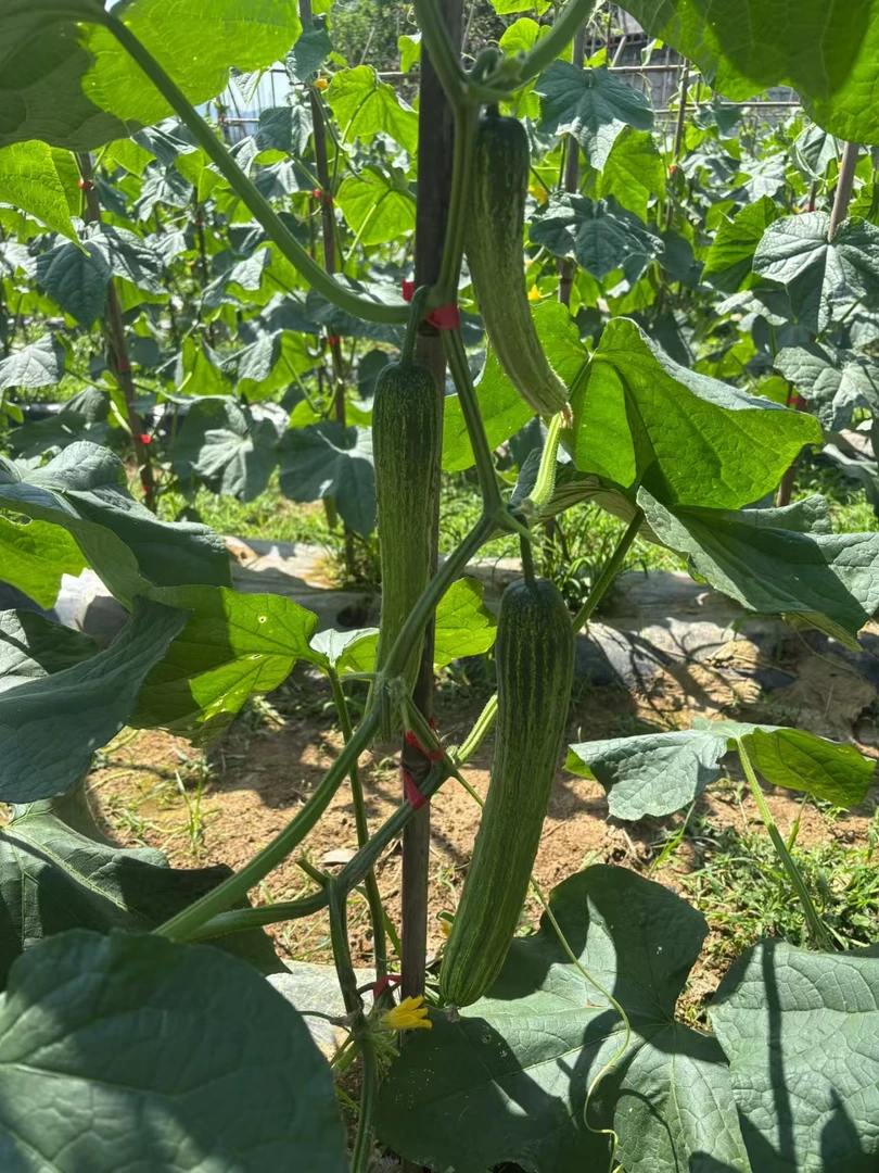 新鲜应季黄瓜新鲜现摘