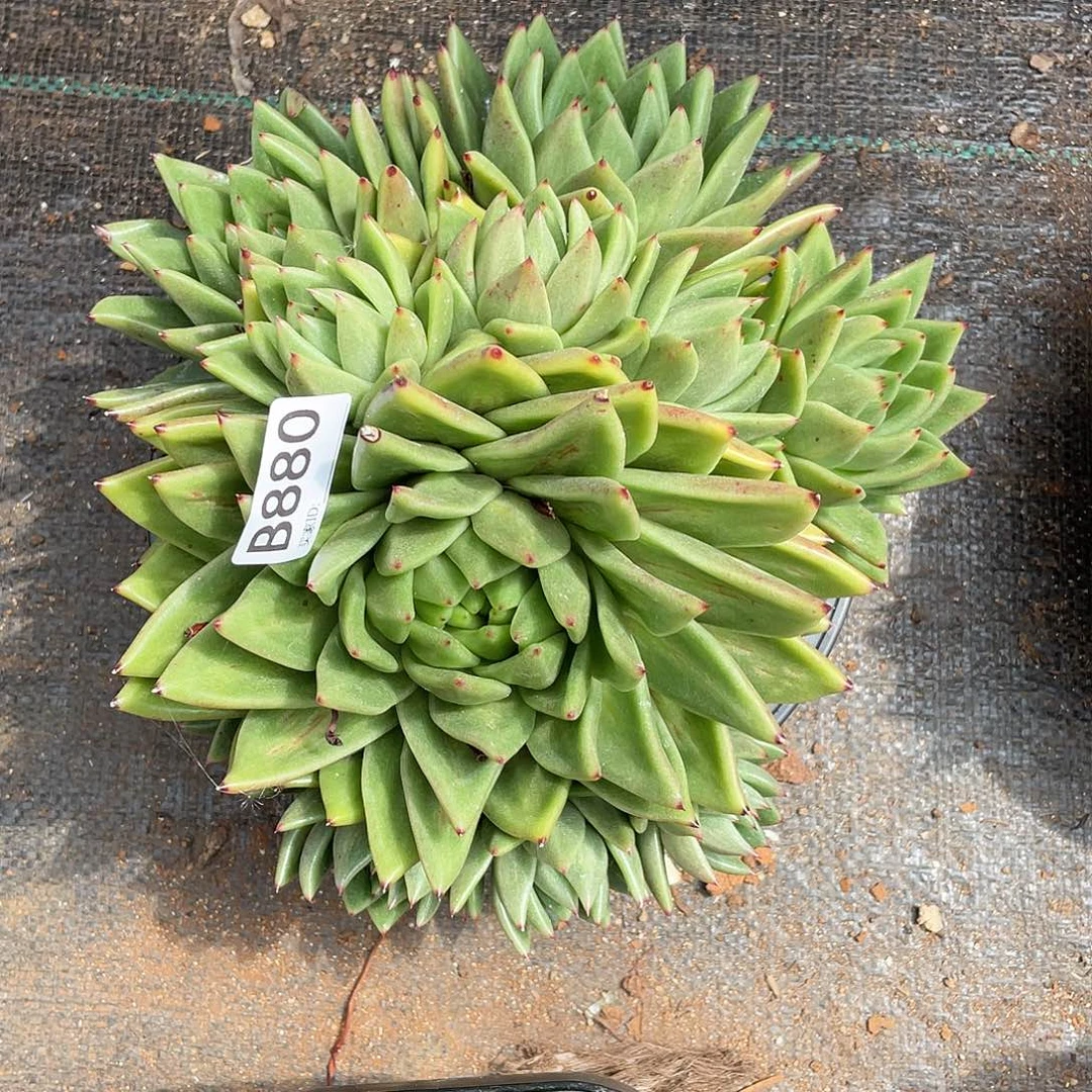 若如东云单拍B880