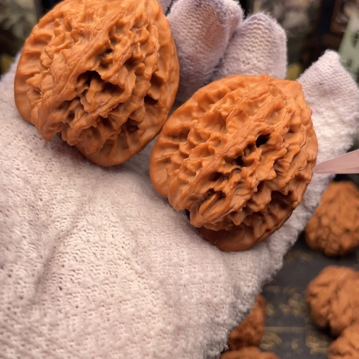 核桃40尺秦岭野生秦大龙