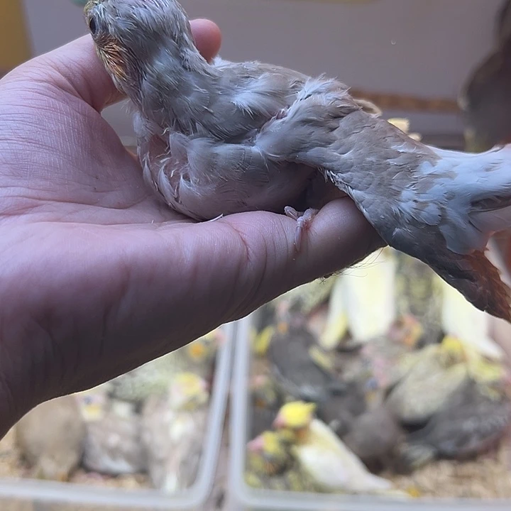 玄凤鹦鹉/鸡尾鹦鹉