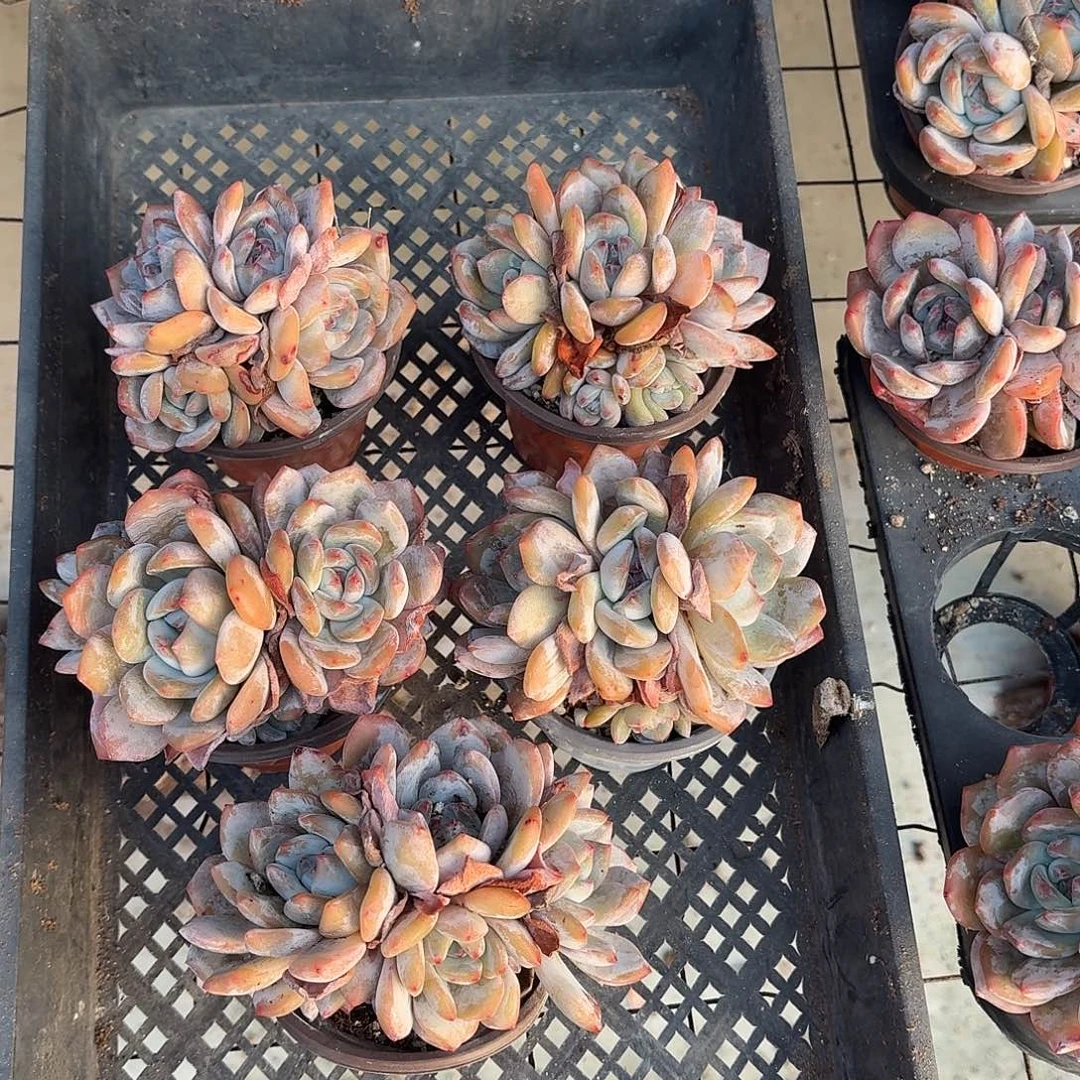 星影群5颗 脱土发货