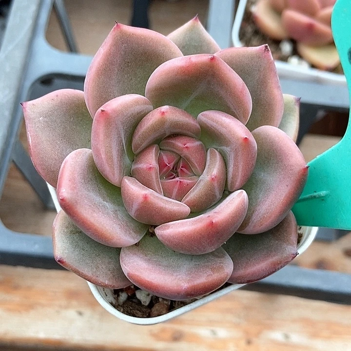 多肉植物q橙1889