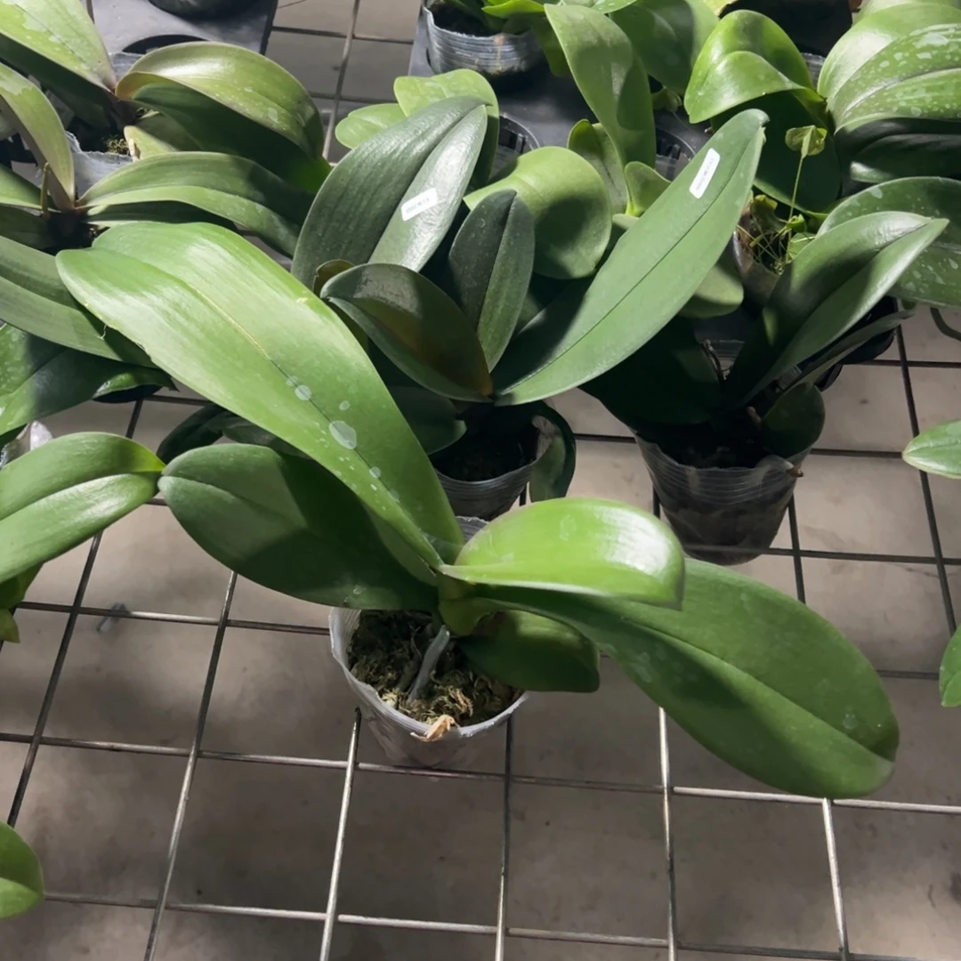 当前无花栽培后可以开花163不知道带剑凑单发货