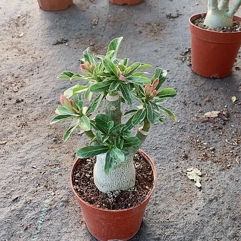 【闪购商品】无花朵梦**真