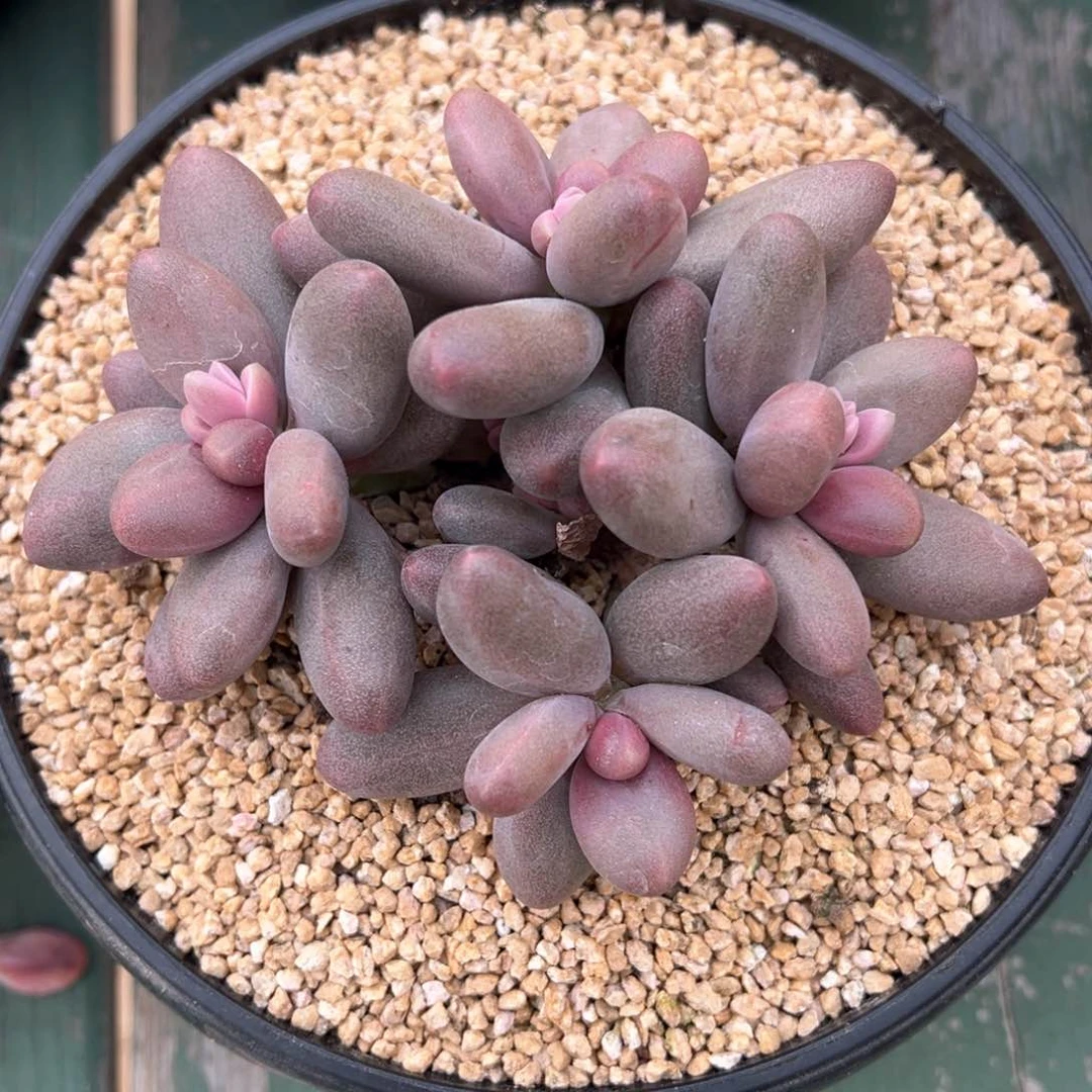 糖果美人多肉植物