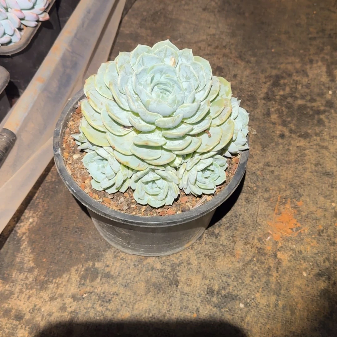 不开花植物莫**?手捧劳林