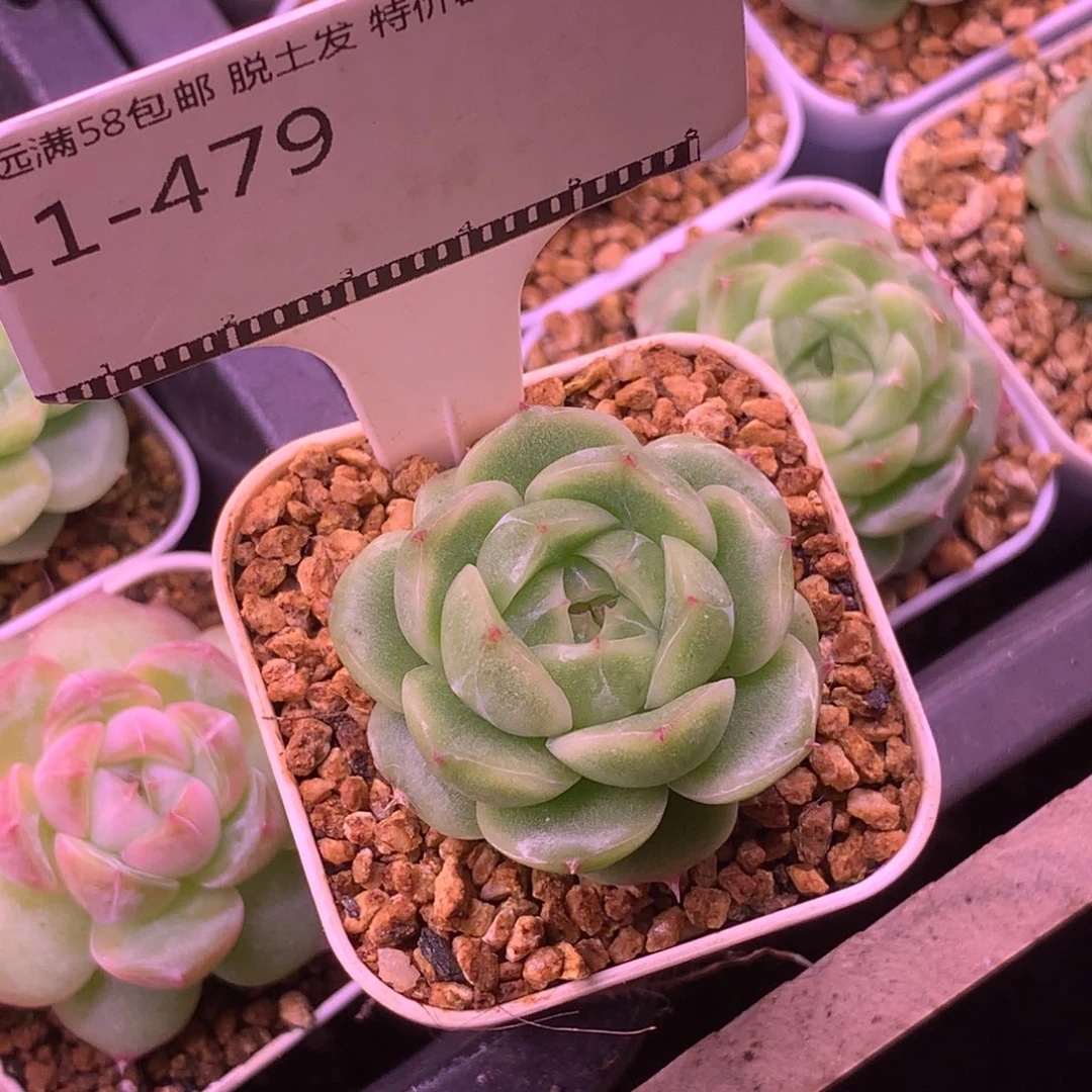 包子编号麦秆超级福利58包邮