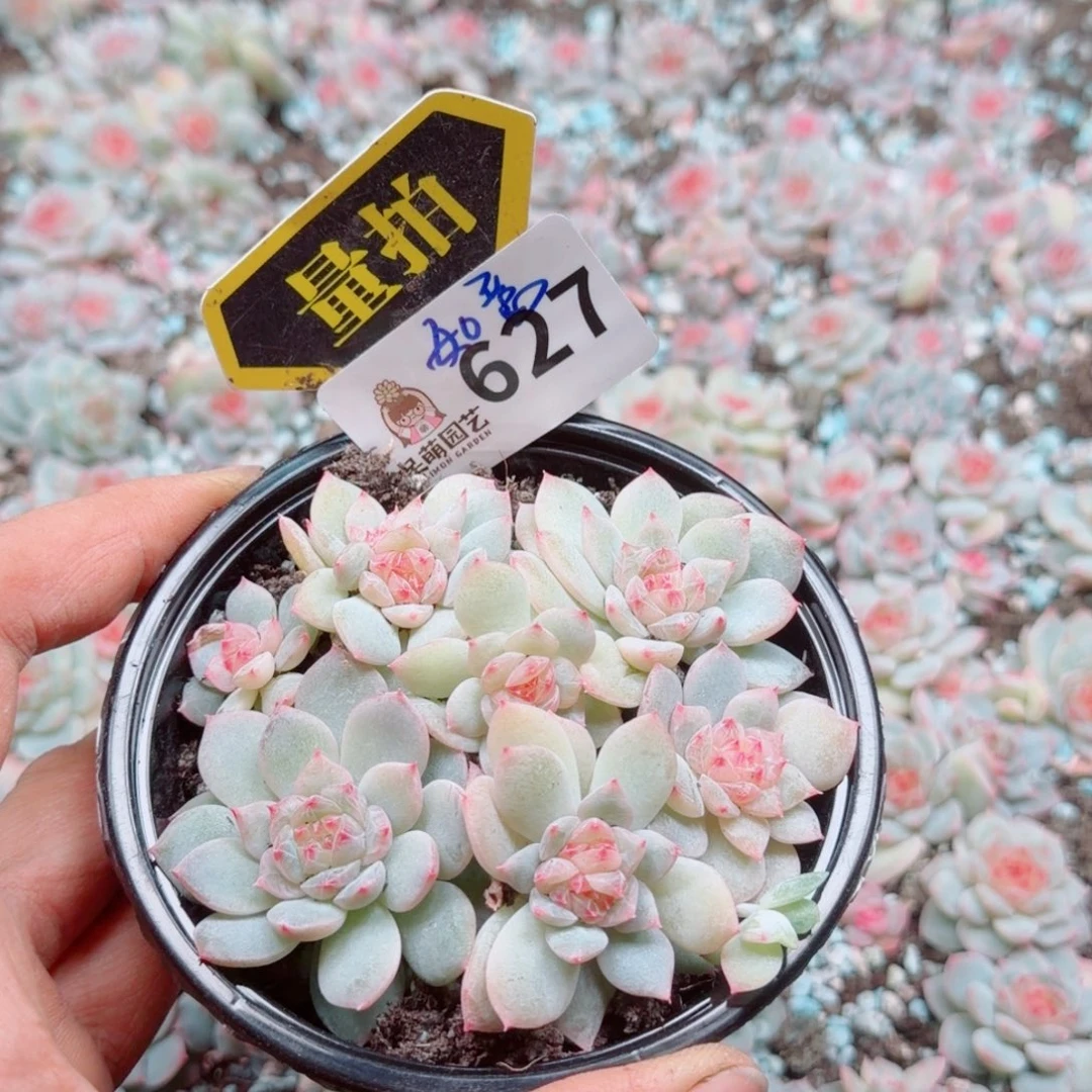 多肉植物多肉植物