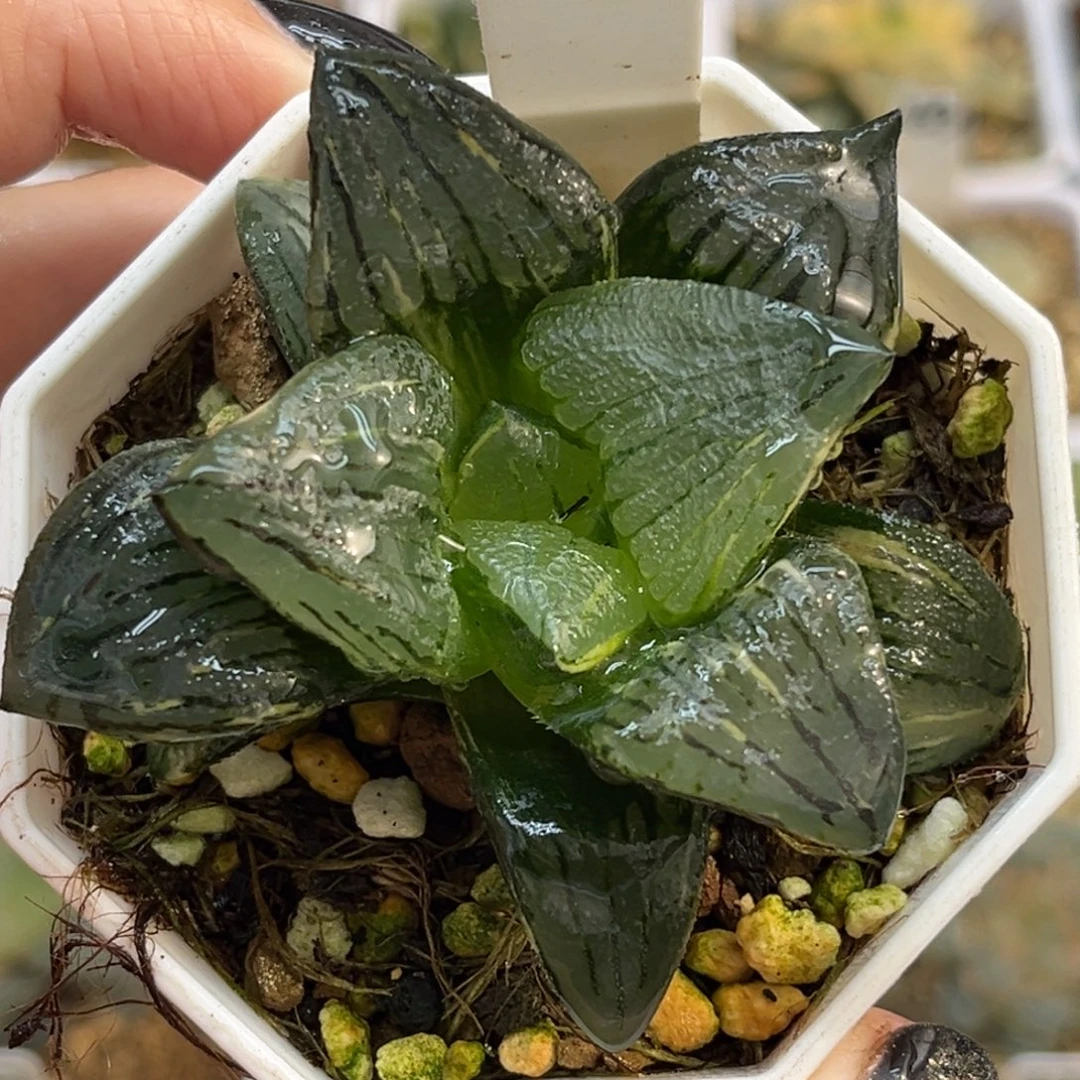 91糯阿锦福利专场