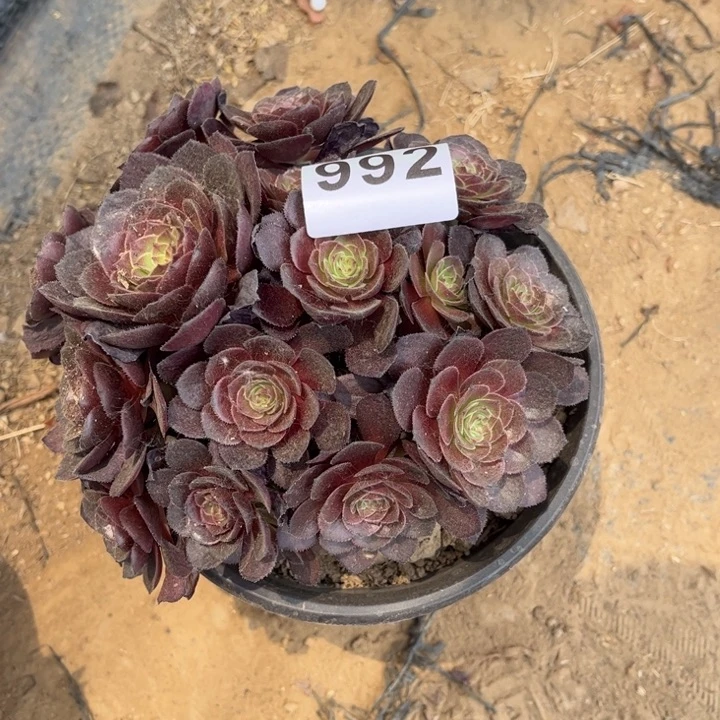 赤燕莲992不包断枝