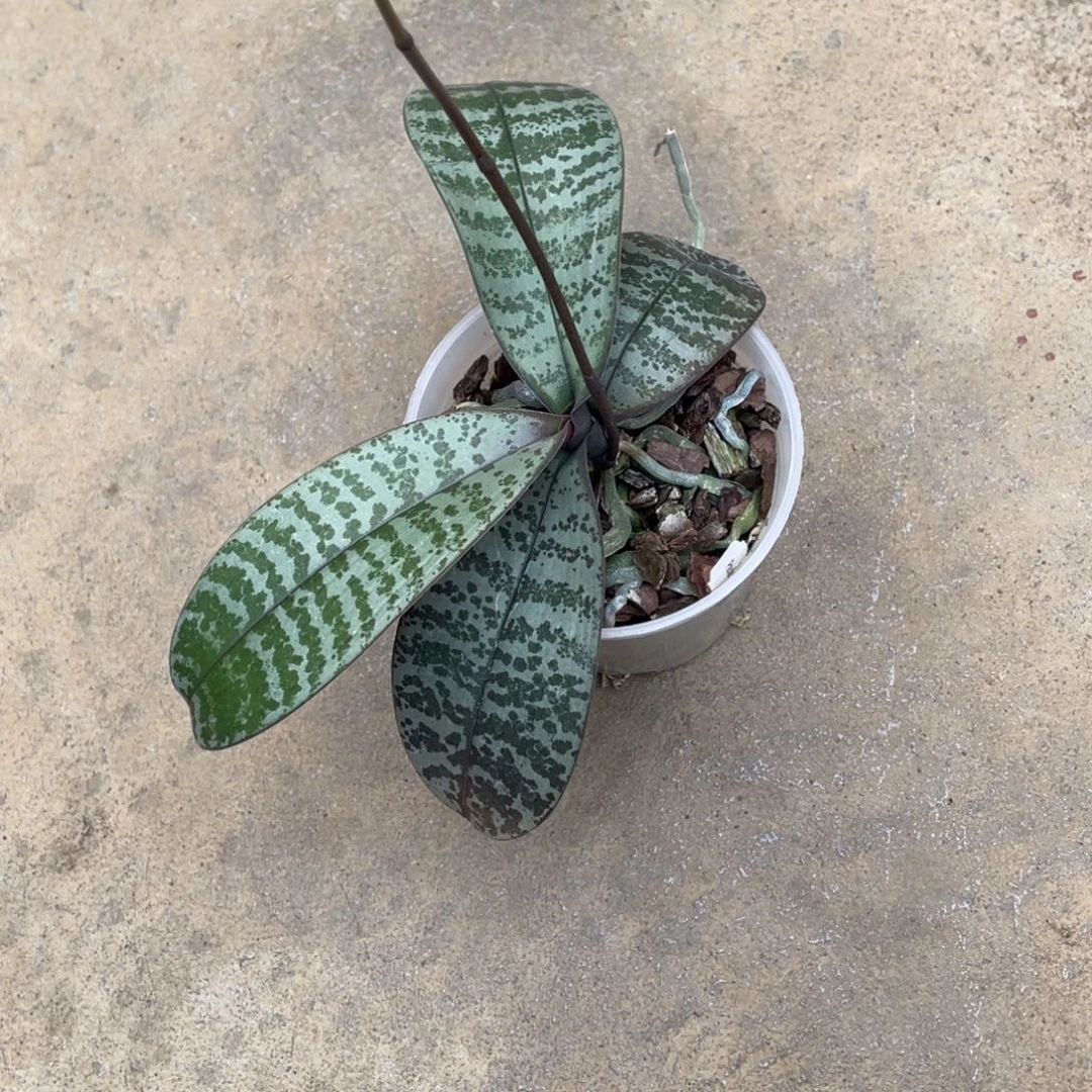 当前无花栽培后可以开花实生西3.5