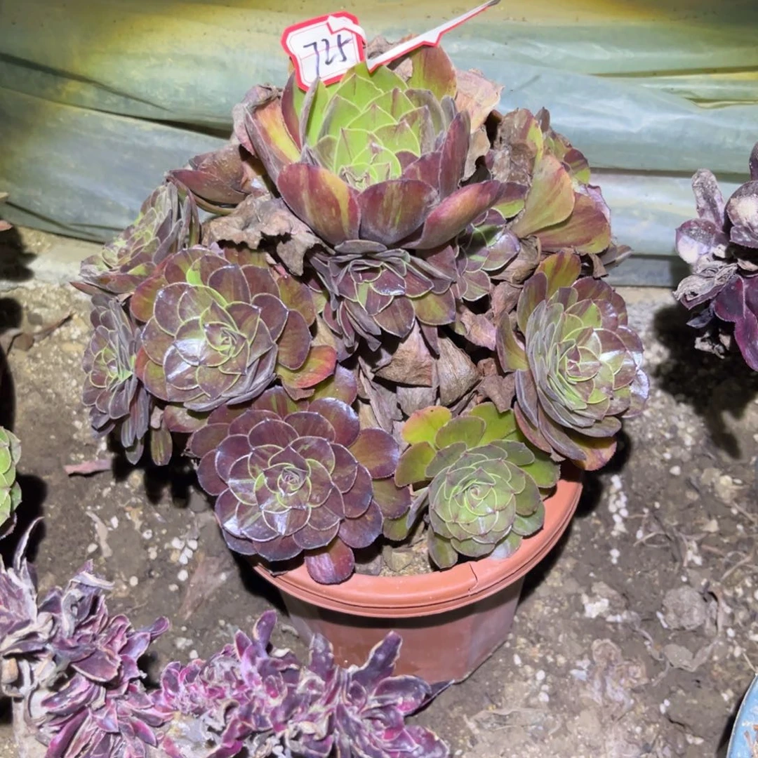 725多肉植物花月夜