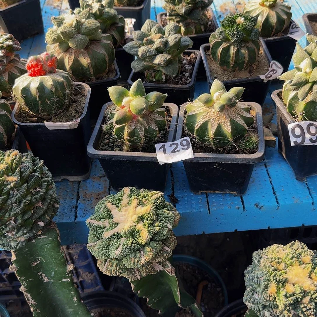 花*卷两个蛋蛋129仙人球